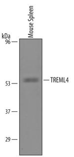 HBEGF Polyclonal Antibody