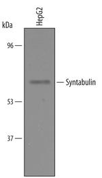 Syntabulin Polyclonal Antibody