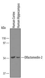 OLFM2 Polyclonal Antibody