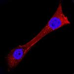 USP2 Polyclonal Antibody