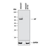 AIF Antibody in Western Blot (WB)