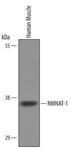 NMNAT1 Polyclonal Antibody