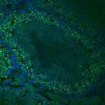 TDRKH Polyclonal Antibody