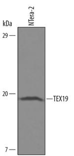 TEX19 Antibody in Western Blot (WB)