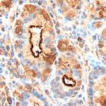 GKN1 Polyclonal Antibody