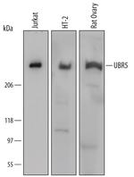 HYD Polyclonal Antibody