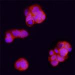 Bora Antibody in Immunocytochemistry (ICC/IF)