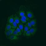 AIF Polyclonal Antibody
