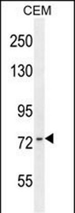 ZNF493 Polyclonal Antibody