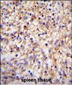 CLEC11A Polyclonal Antibody