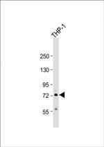 RNF19B Polyclonal Antibody