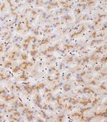 CLEC4F Antibody in Immunohistochemistry (Paraffin) (IHC (P))