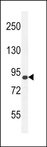 AGAP9 Polyclonal Antibody