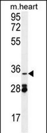 OXNAD1 Antibody in Western Blot (WB)