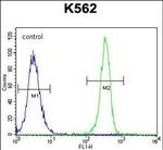 SMTNL1 Antibody in Flow Cytometry (Flow)