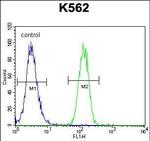 FOXI3 Antibody in Flow Cytometry (Flow)
