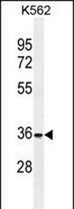 FOXI3 Polyclonal Antibody
