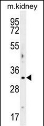 OBFC2B Polyclonal Antibody