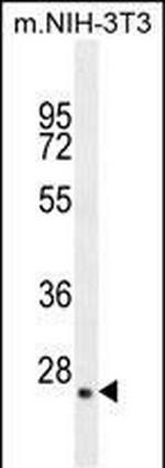 GFER Polyclonal Antibody