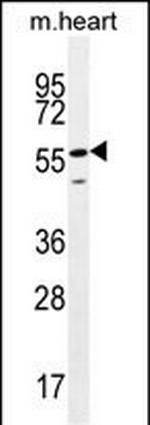 SMTNL2 Polyclonal Antibody