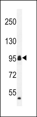 CCDC110 Antibody in Western Blot (WB)
