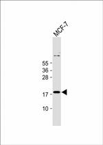 IEX-1 Polyclonal Antibody