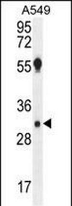 AQP12B Antibody in Western Blot (WB)