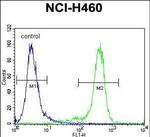 GAS1 Antibody in Flow Cytometry (Flow)