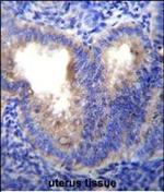 EIF5AL1 Antibody in Immunohistochemistry (Paraffin) (IHC (P))