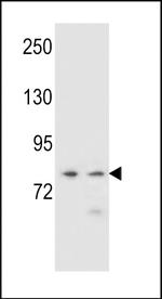 PCDHA9 Polyclonal Antibody
