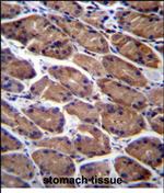 PODNL1 Polyclonal Antibody