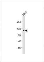 SNX13 Antibody in Western Blot (WB)