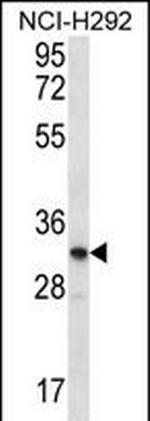 OR51L1 Polyclonal Antibody