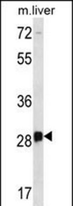 DRGX Polyclonal Antibody