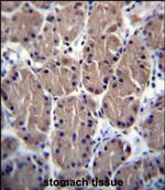 POLR1B Polyclonal Antibody