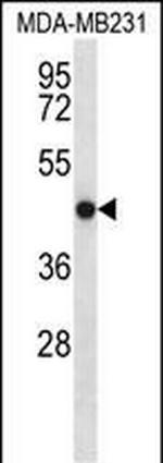 TMEM43 Antibody in Western Blot (WB)