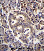 SPNS3 Polyclonal Antibody