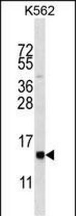 HIST1H2BL Antibody in Western Blot (WB)
