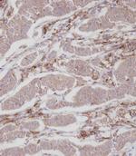 ENOX2 Polyclonal Antibody