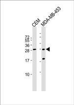 IFI6 Polyclonal Antibody