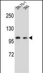 GRIP2 Antibody in Western Blot (WB)