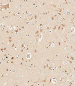 PCDH9 Antibody in Immunohistochemistry (Paraffin) (IHC (P))