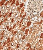 PCDH9 Polyclonal Antibody