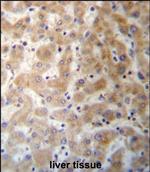 DHFRL1 Polyclonal Antibody