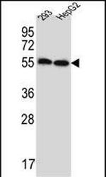 ERV3 Antibody in Western Blot (WB)