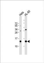 PHF5A Polyclonal Antibody
