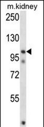 FSTL5 Polyclonal Antibody