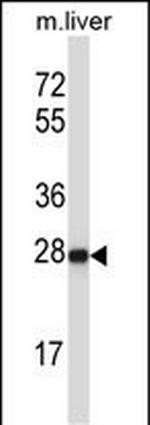 HELT Polyclonal Antibody