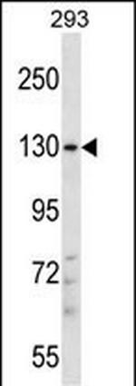 PITPNM2 Polyclonal Antibody