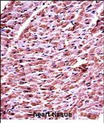 DHRS7C Polyclonal Antibody